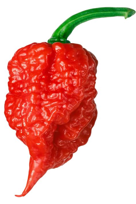 Carolina Reaper Pepper