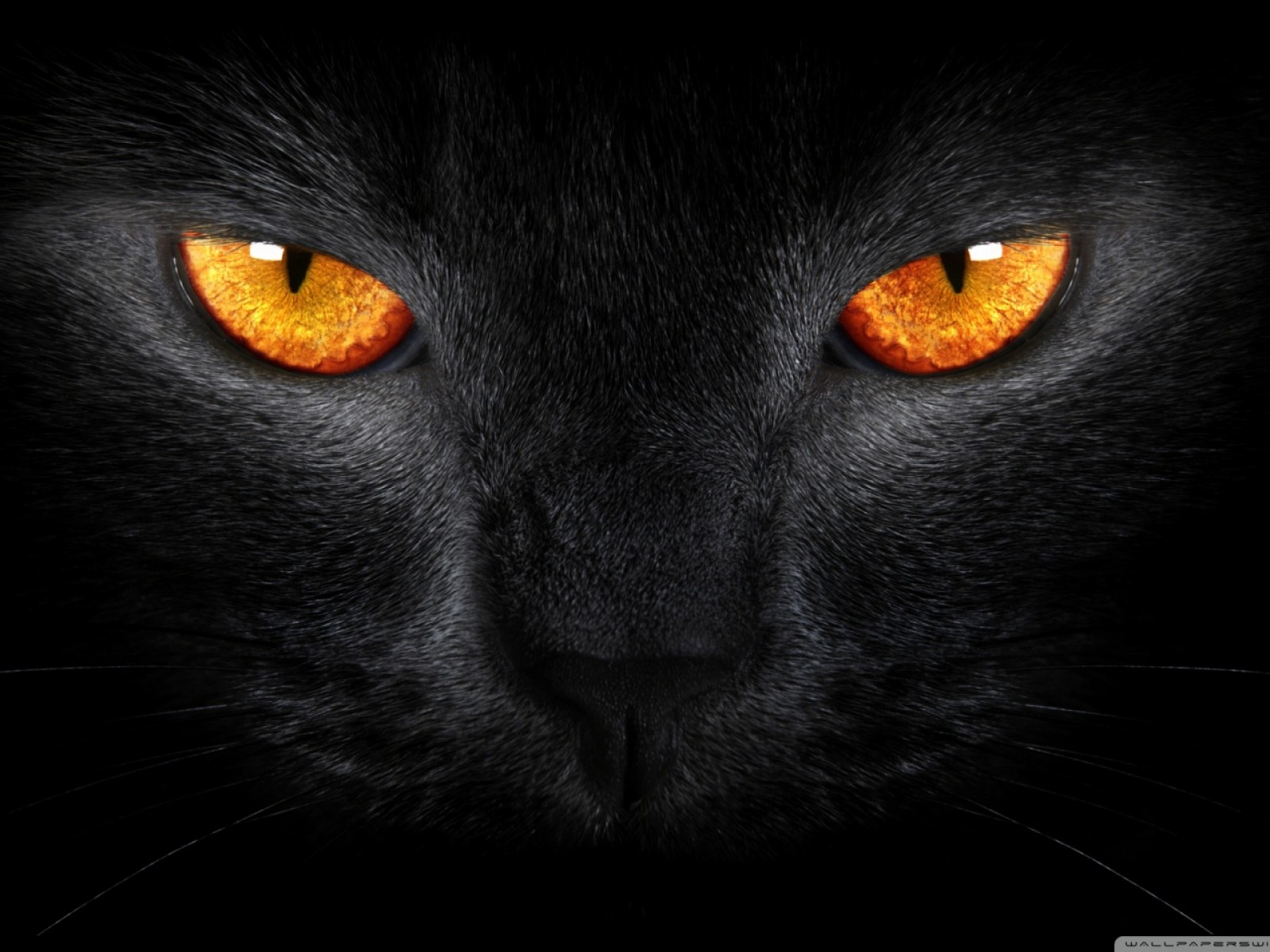 Cat With Orange Eyes