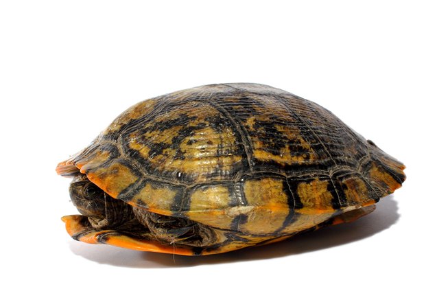 Chicken Turtle Information And Pictures Petguide Petguide