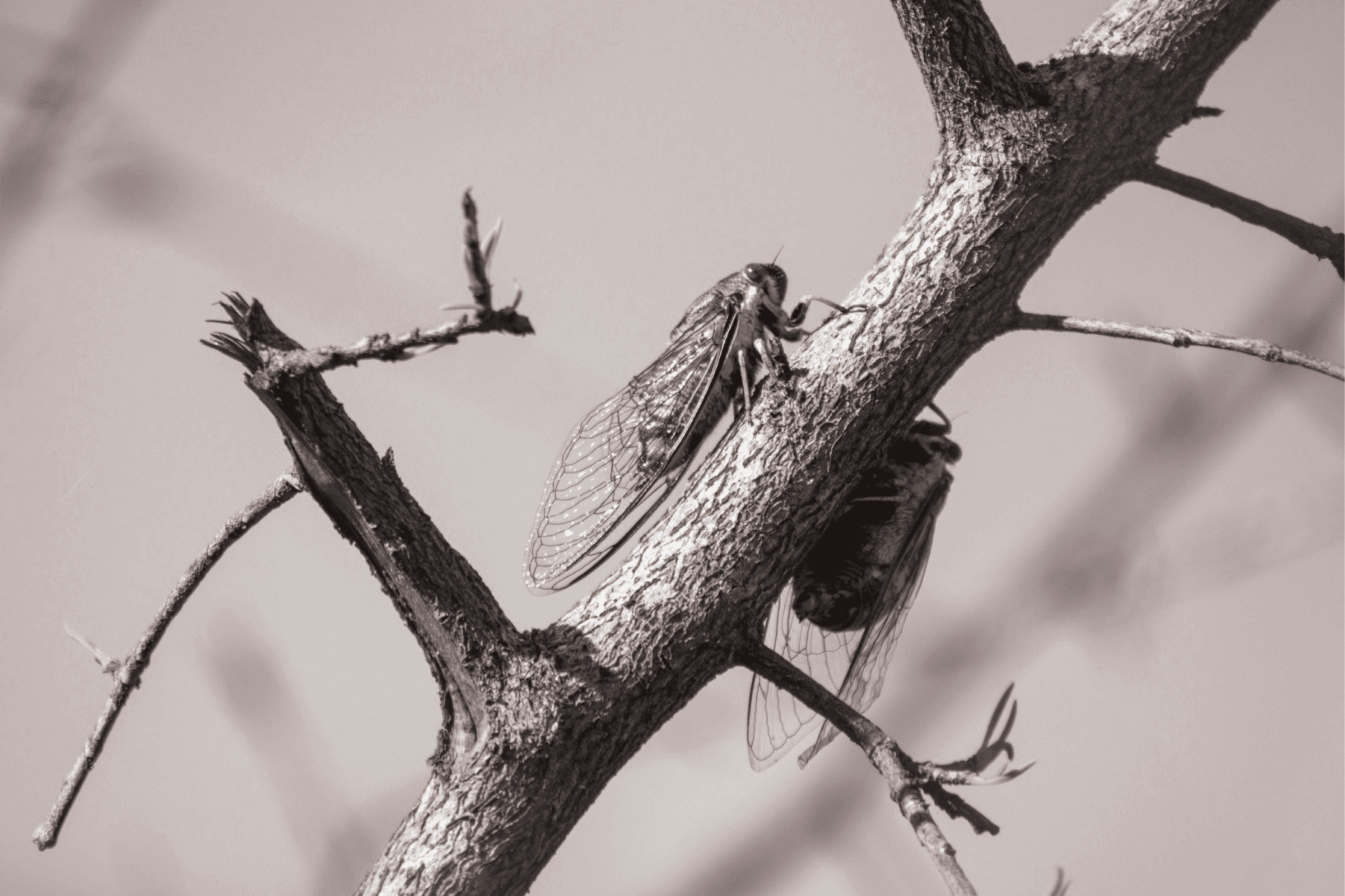 Cicada Watch 2024 What Georgia Residents Should Know Bug House Pest