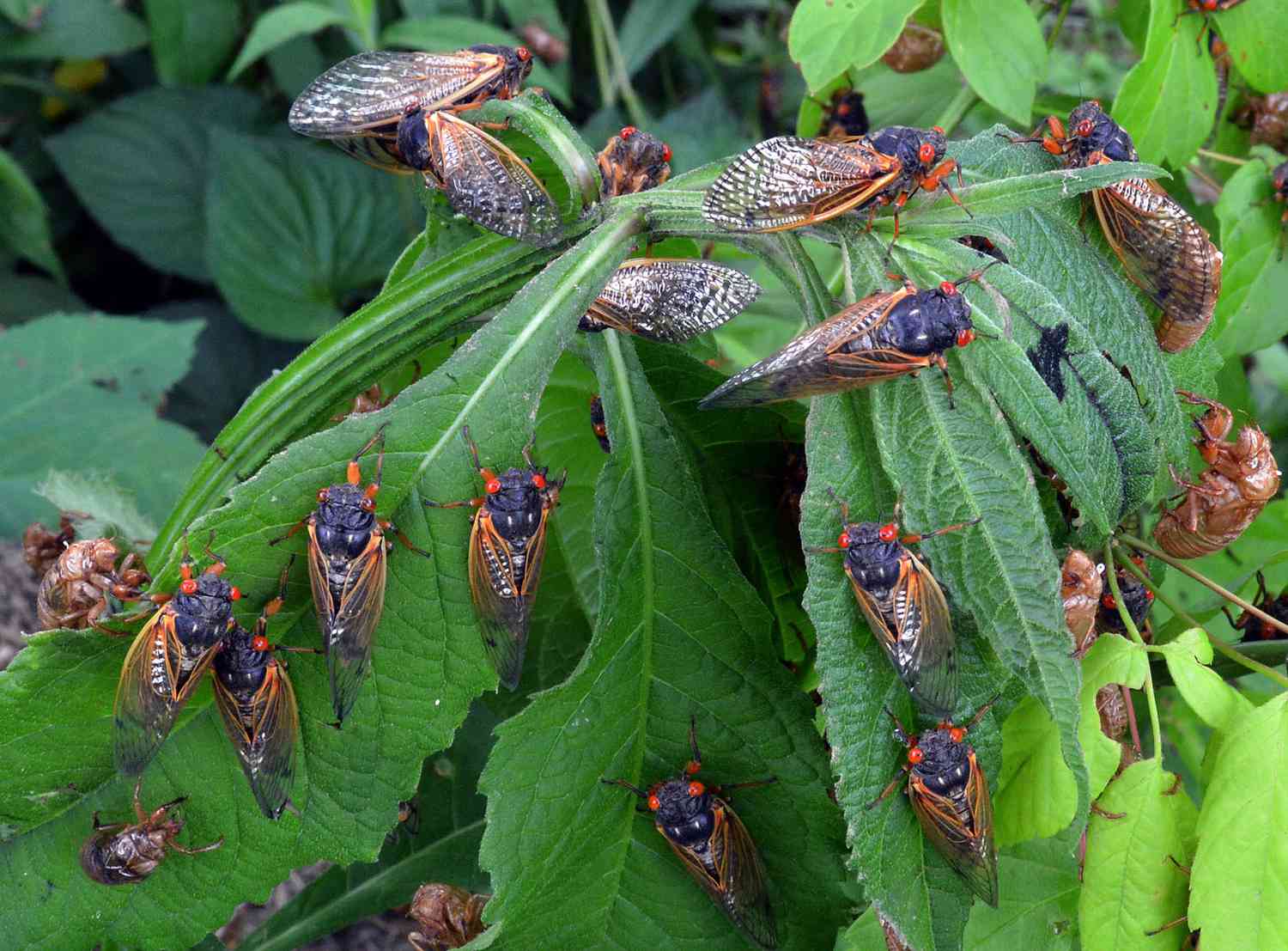 Cicadas 2024 Georgia Hatching Bekki Carolin