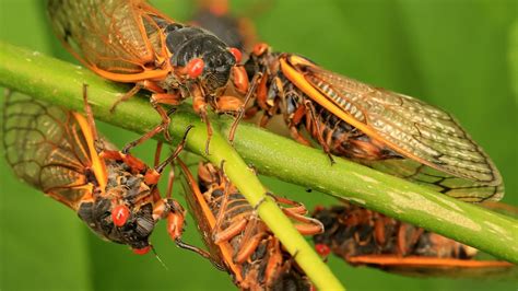 Cicadas 2024 Where Will Bugs Emerge This Summer And What Will Be