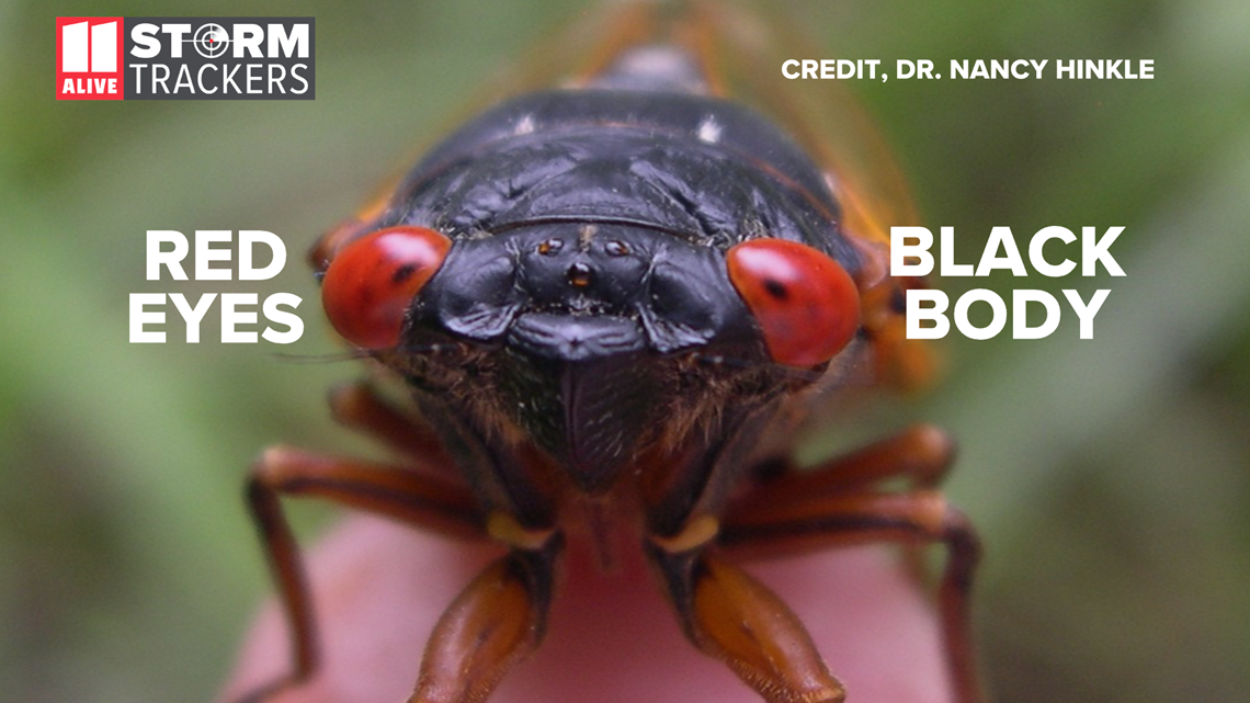 Cicadas Emerge In North Georgia 11Alive Com