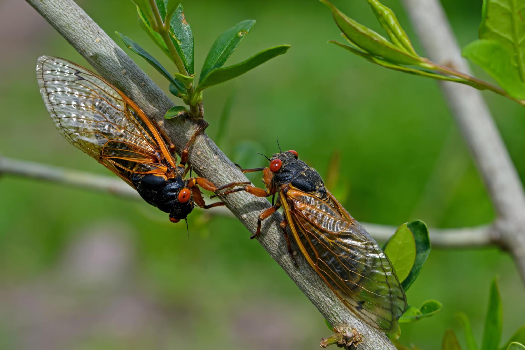 Cicadas In Georgia 2024 Sounds Like An Alarm Lea Herminia