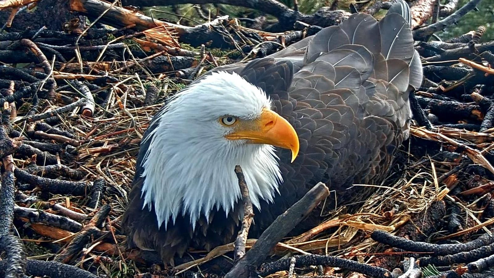 Create 6 Steps To Spot Bald Eagle Eggs Today