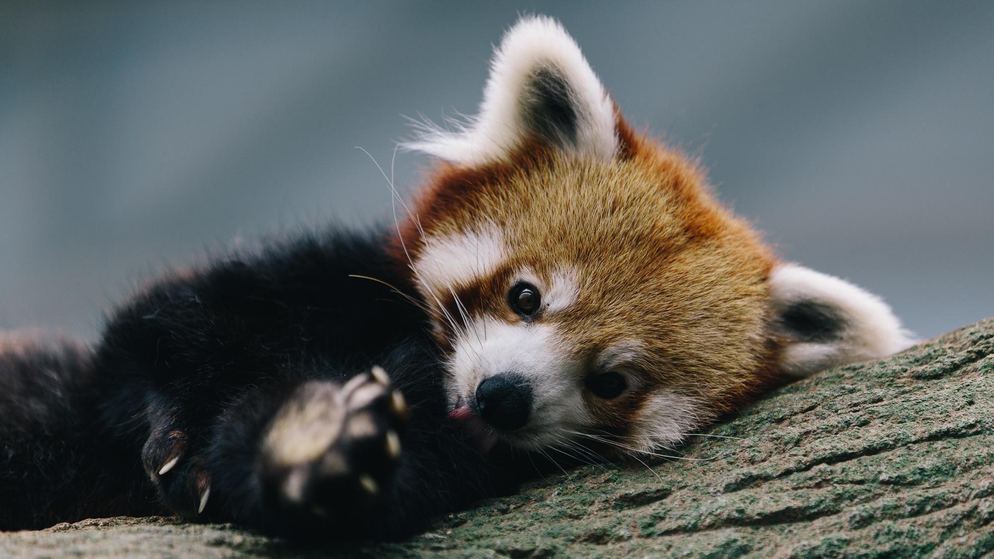 Cute Baby Red Pandas Wallpapers Top Free Cute Baby Red Pandas