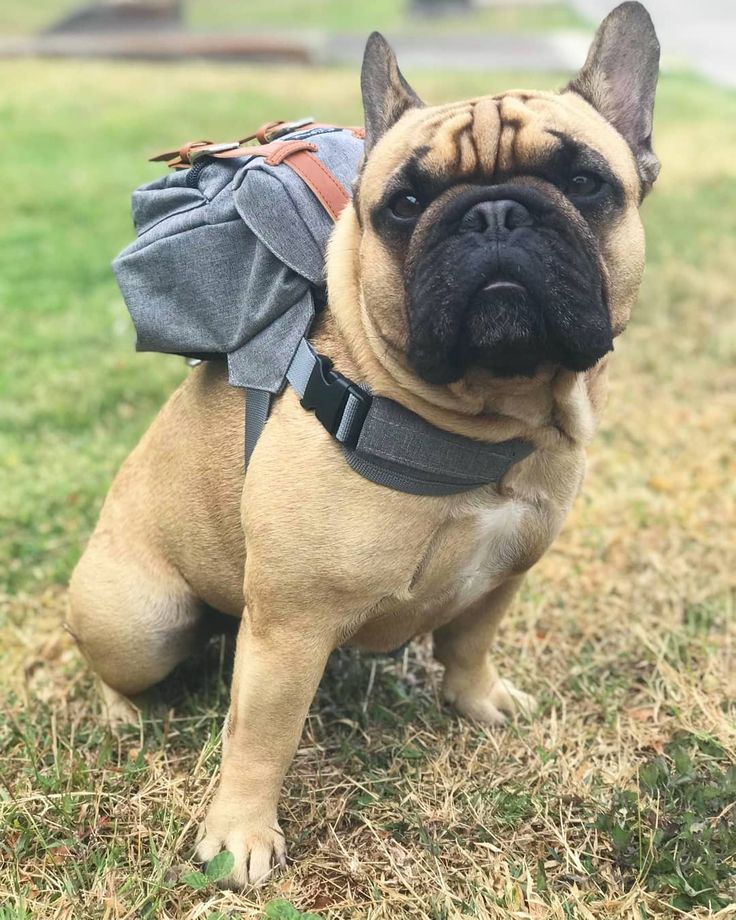 Dapper Series Grey Dog Backpack With Harness Etsy Canada Dog