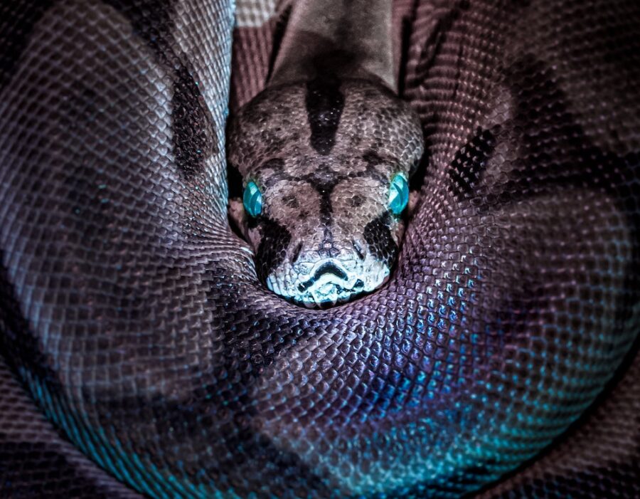 Deadly Snake Caught In Airport Security Scanner See It Happen Giant