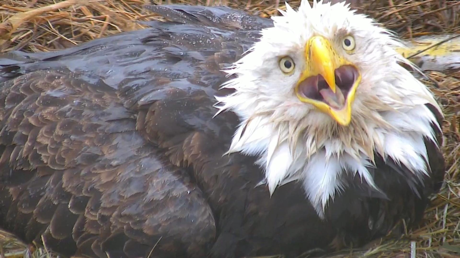 Decorah Eagles Cam Watch Live Footage Of Bald Eagles Explore Org