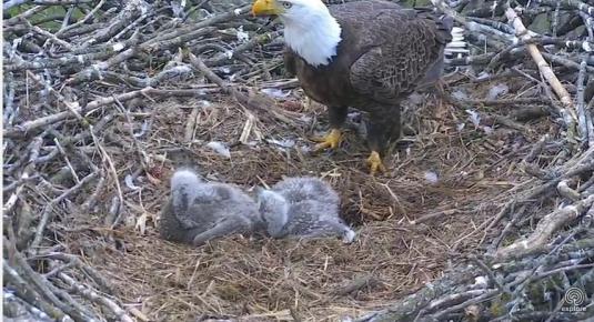 Decorah Eagles Live Bald Eagles Nest Cam North Of Decorah Iowa