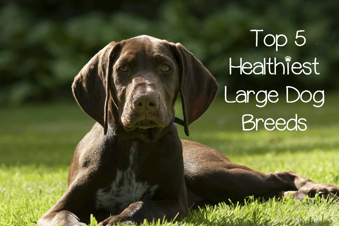 Discovering The Secrets Of The Healthiest Dog Food