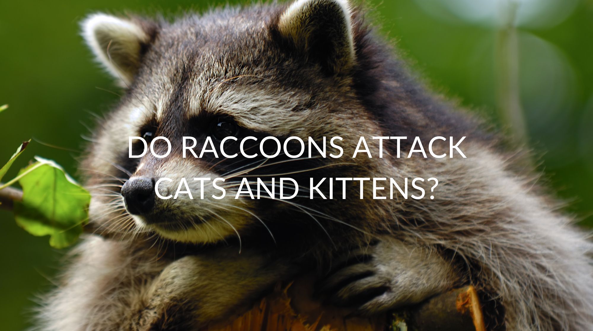 Do Raccoons Attack Cats And Kittens Pest Prevention Patrol