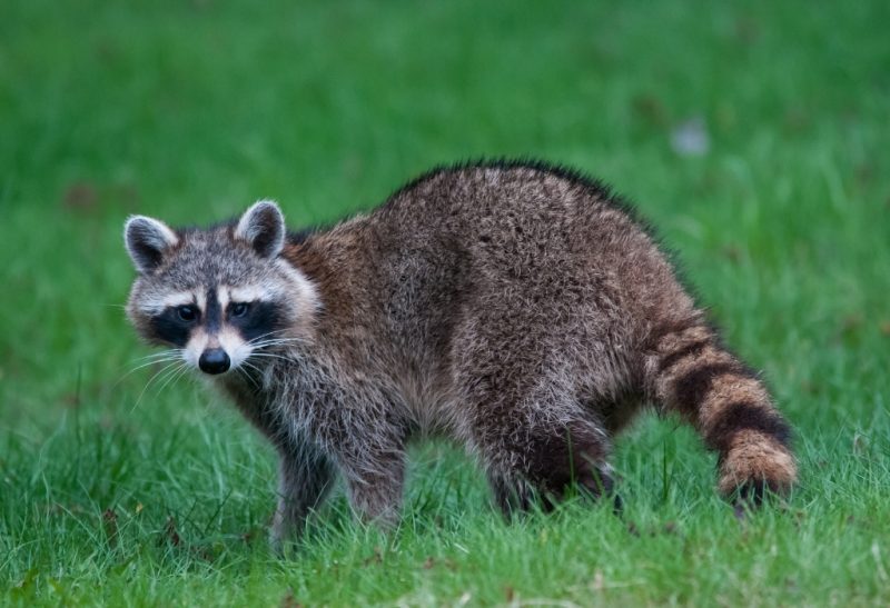 Do Raccoons Attack Humans And Our Pets Cats Dogs And Other