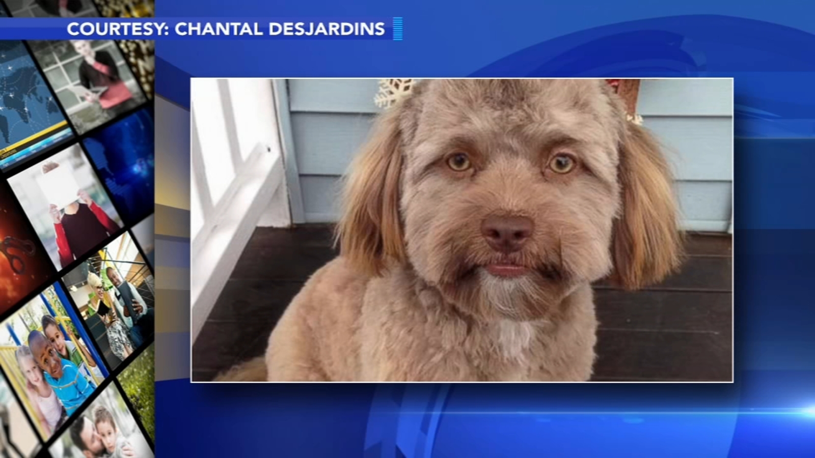 Dog With Human Like Face Becomes Latest Internet Sensation 6Abc