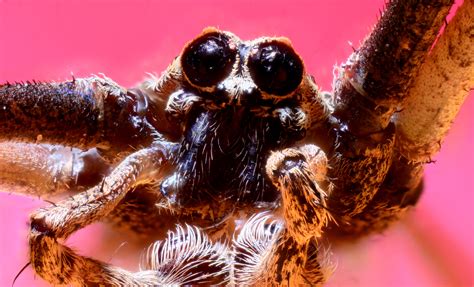 Dry Ogre Faced Spider By Yuri Iva Kovi 500Px