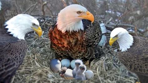 Eagle Egg Hatching