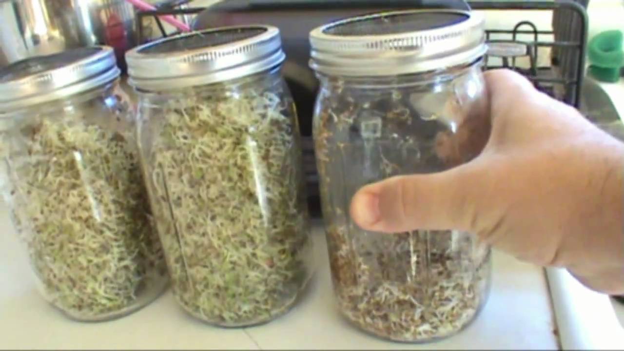 Easiest Way To Grow Alfalfa Sprouts Youtube