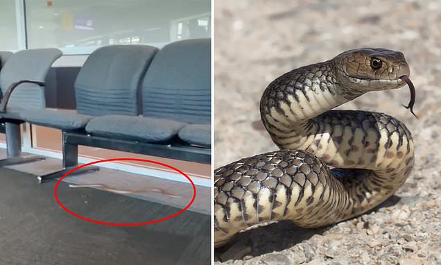 Eastern Brown Snake Scare As Traveller Finds Reptile Slithering Under