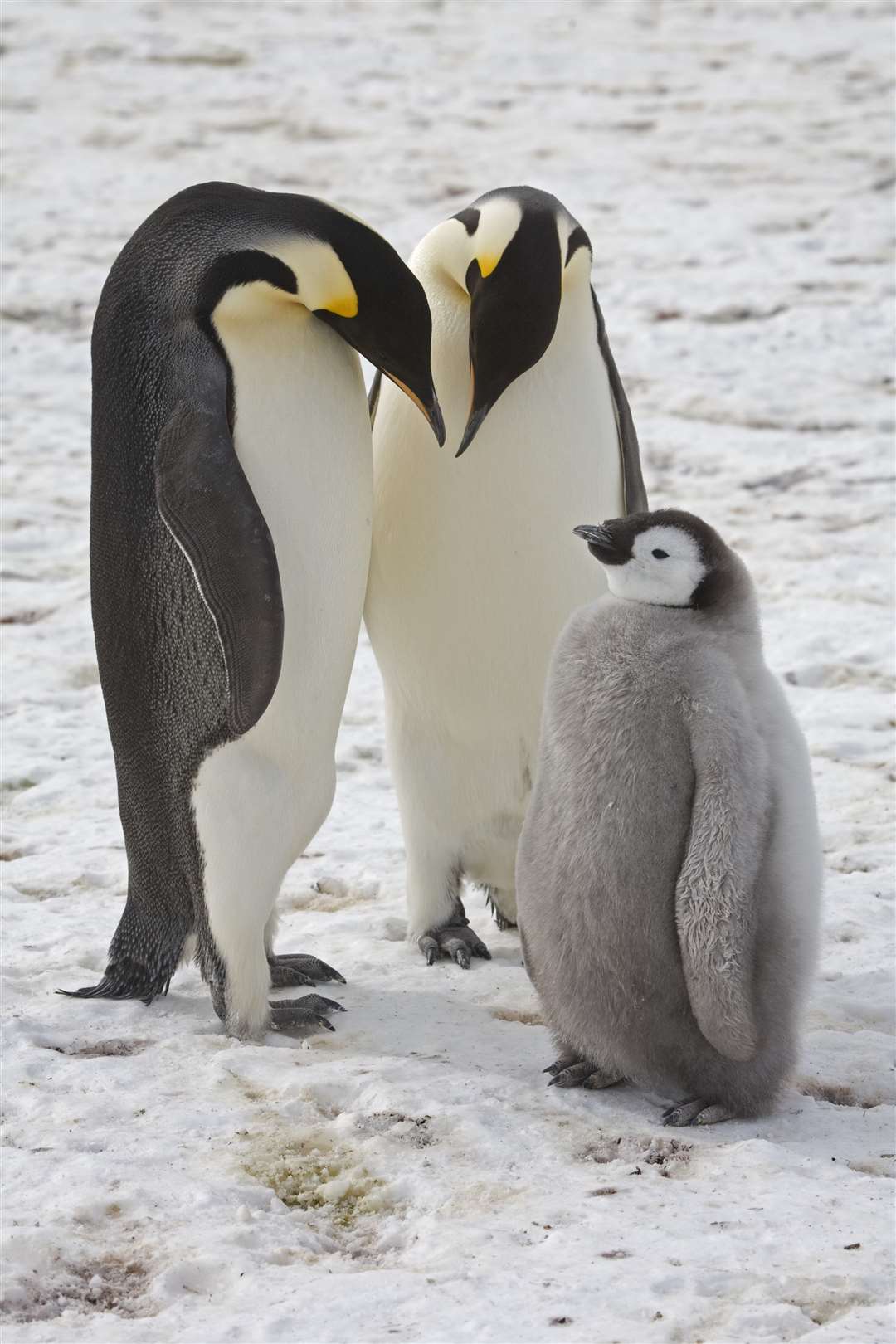 Emperor Penguins From Space British Antarctic Survey Uses Satellite