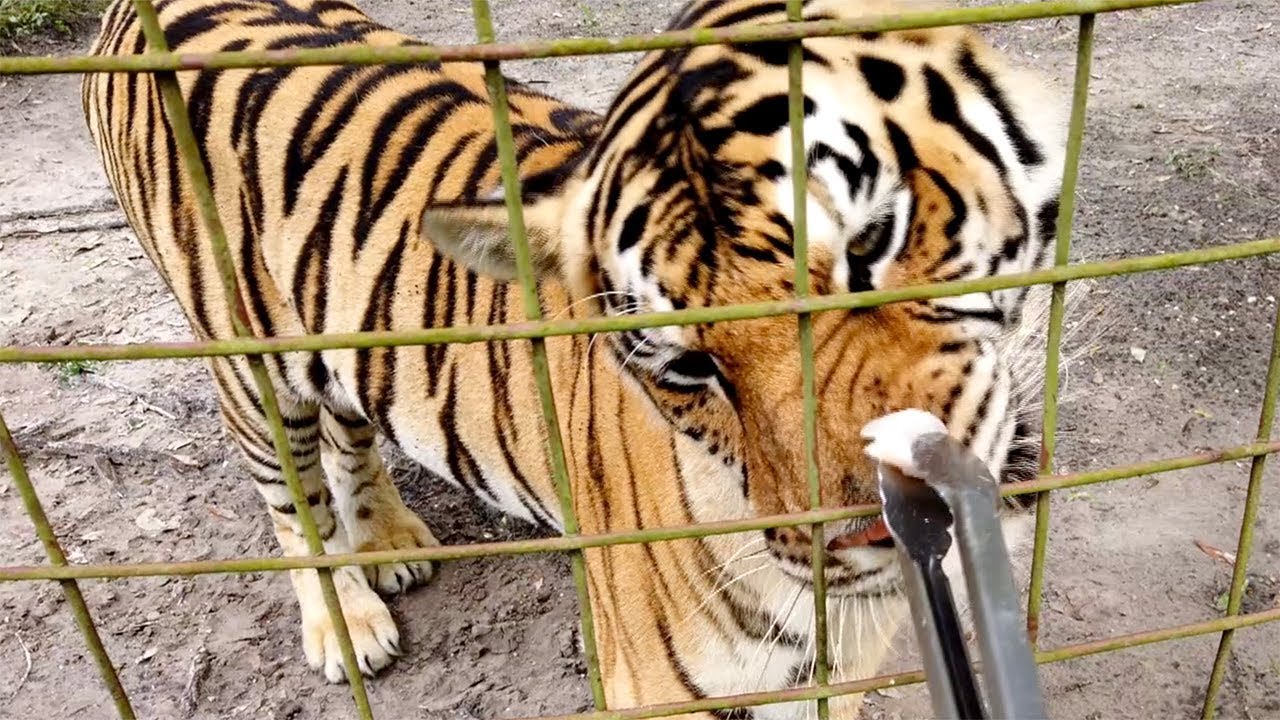 Feeding Lobster To Lion Pride Do Big Cats Like Lobsters Youtube