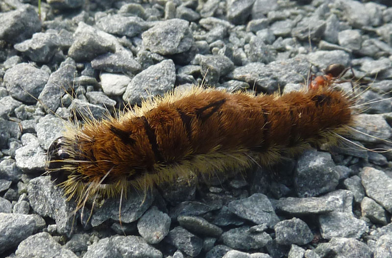 Fingered Dagger Moth Caterpillar What S That Bug