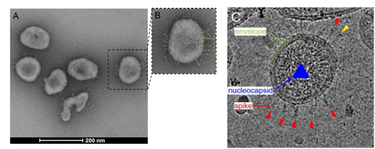 Five Techniques We Re Using To Uncover The Secrets Of Viruses