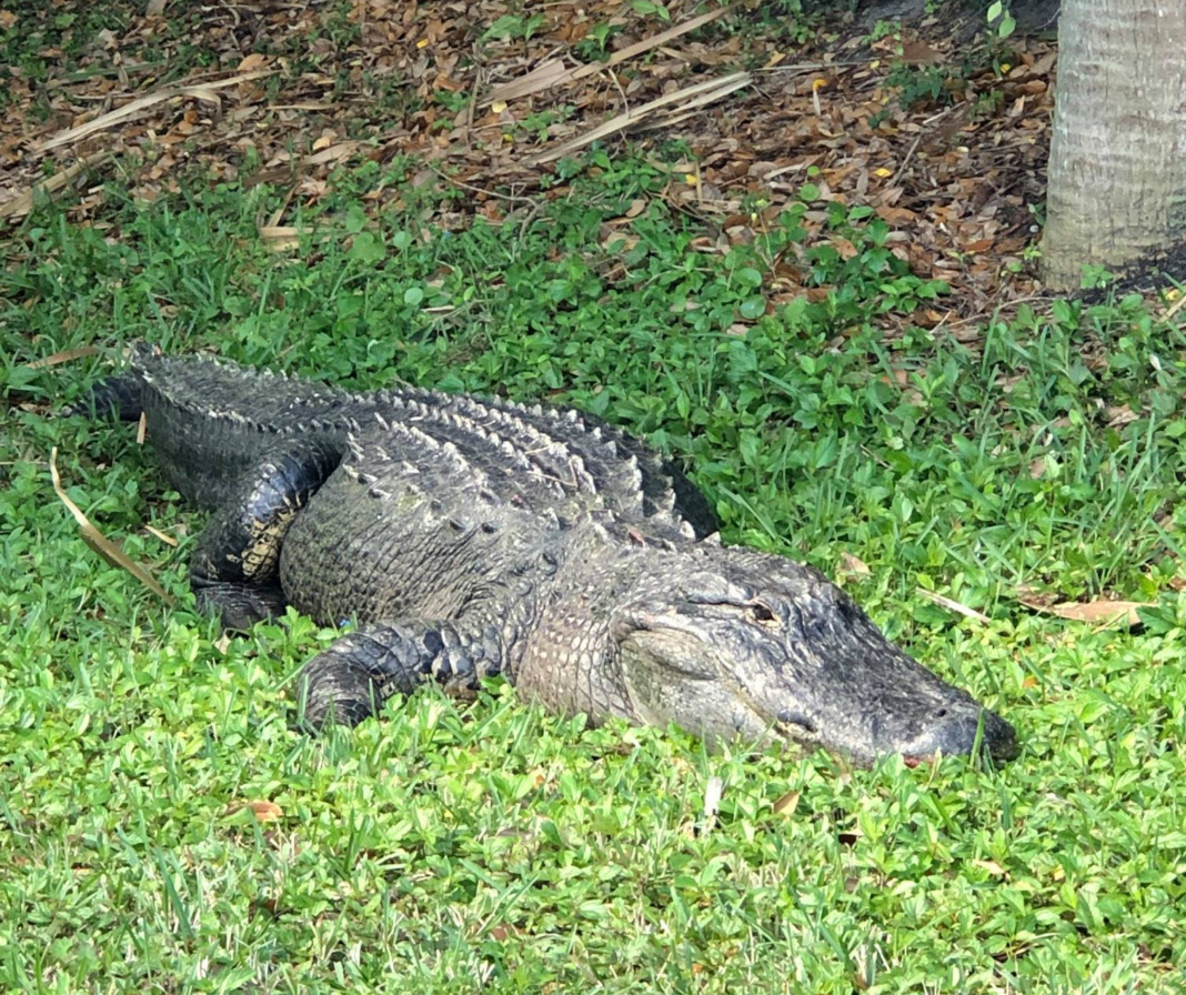 Florida Alligator Hunters Catch 13 Foot 750 Pound Gator The Largest