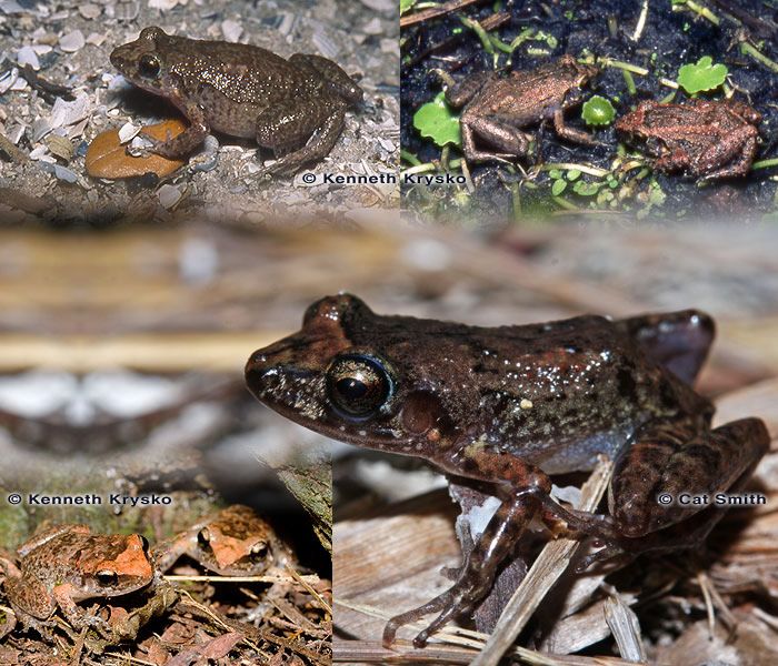 Cane Toads In Florida - TunnelBear Innovations