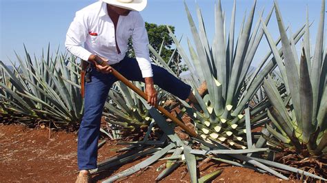 From What Is Tequila Made