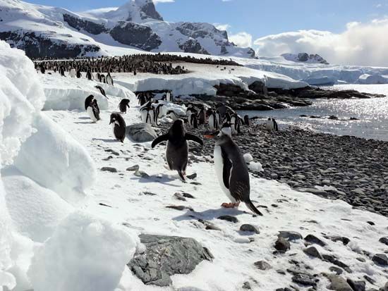 Gentoo Penguin Diet Habitat Facts Britannica