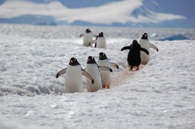 Gentoo Penguin Facts Diet Habitat Pictures On Animalia Bio