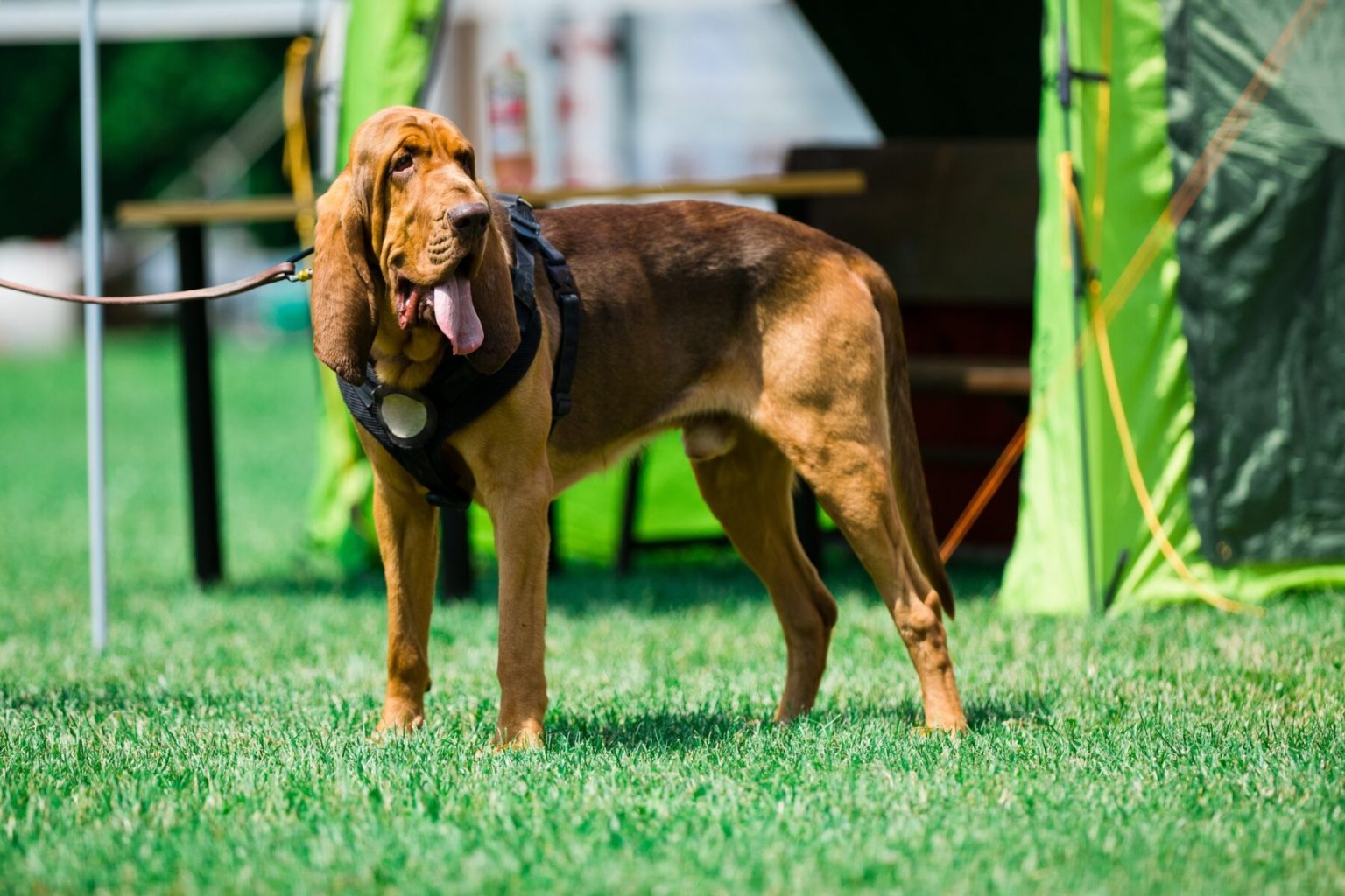 German Shepherd Bloodhound Mix