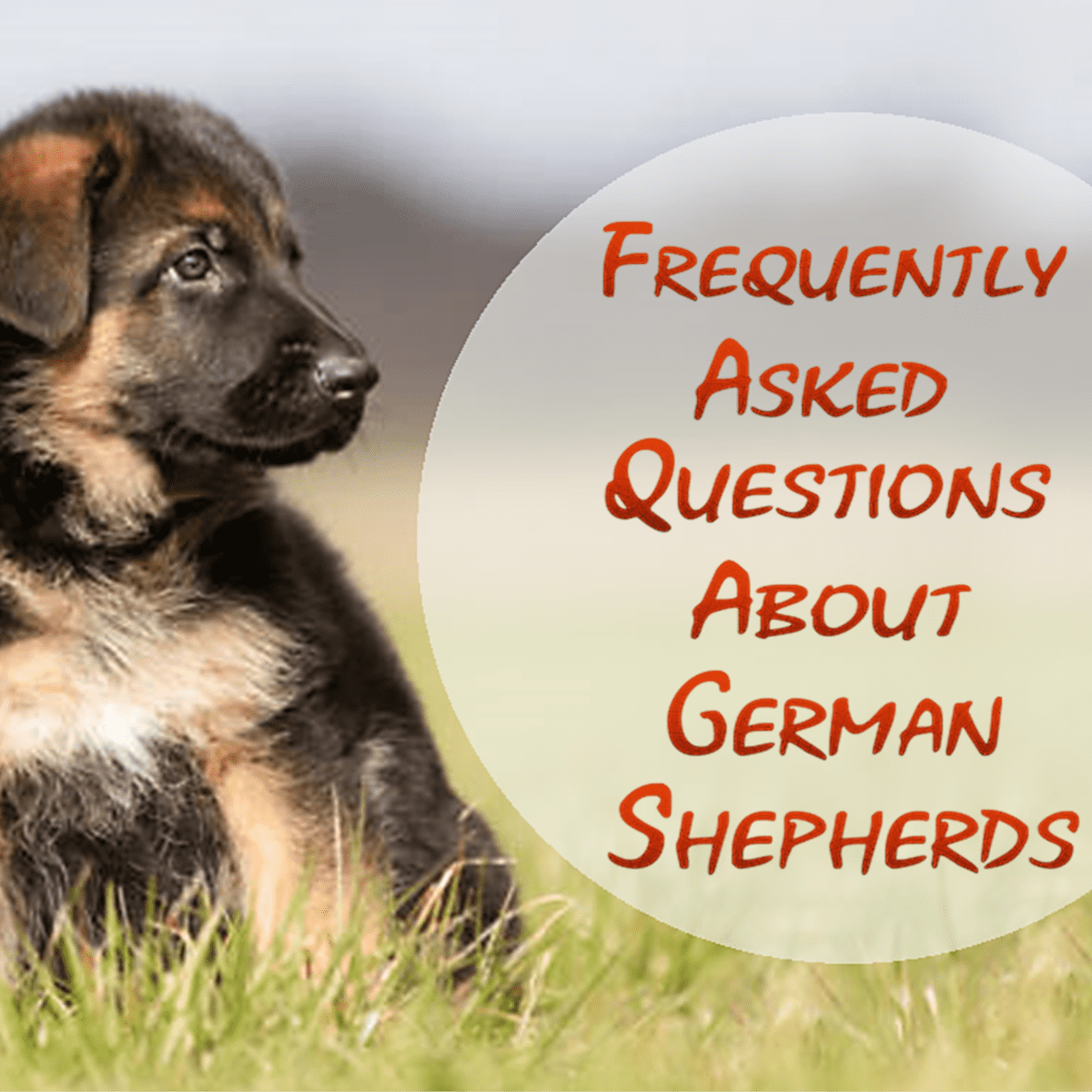 German Shepherd Puppies 2023 Wall Calendar Lupon Gov Ph