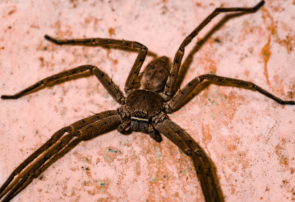 Giant Huntsman Spider World S Largest Spider By Leg Span Giant