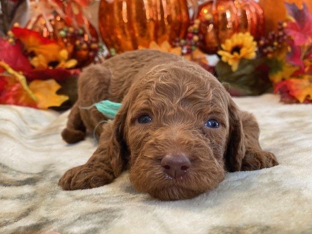 Goldendoodle Breeder Donnas Deluxe Doodles Llc Fl