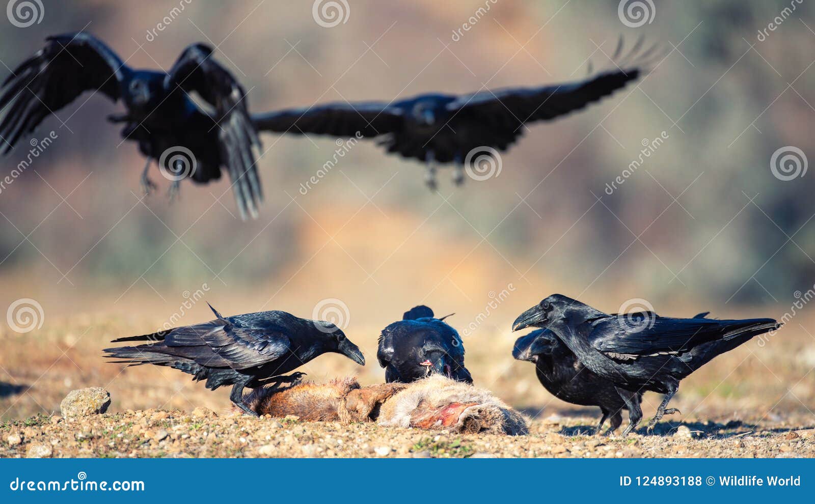 Group Of Ravens Corvus Corax Sit On A Prey Stock Photo Image Of