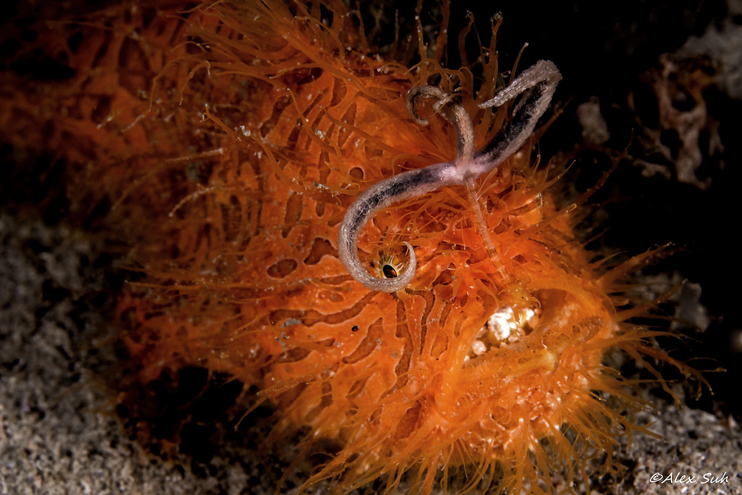 Hairy Frog Fish