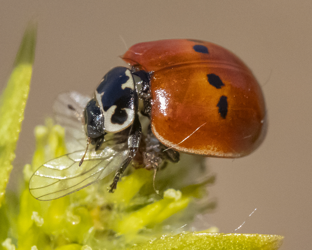 Has Hold Do Ladybird Ladybugs Ladybugs Bite Think Of Though It You