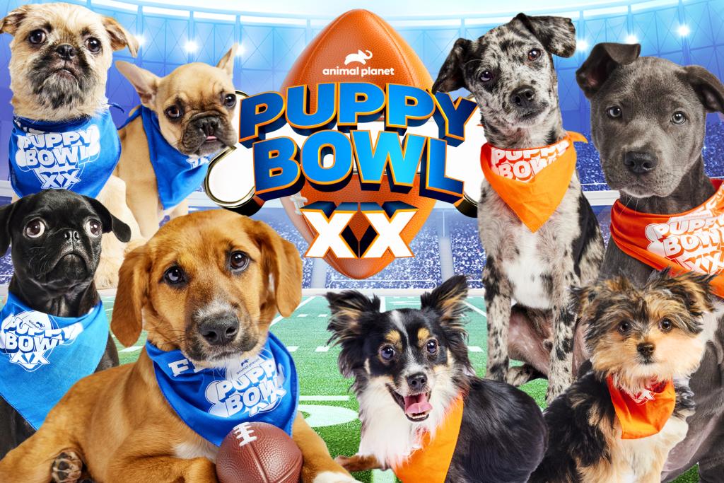 How Did Sweetpea Die Puppy Bowl 11Alive Com