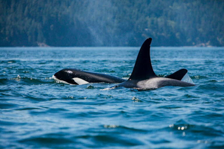 How Old Do Orcas Live