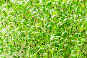 How To Grow Alfalfa Sprouts At Home Gardener S Path