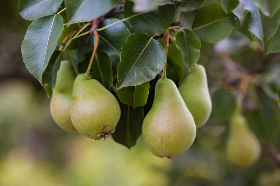 How To Grow Pear Trees Complete Growing Guide Youtube