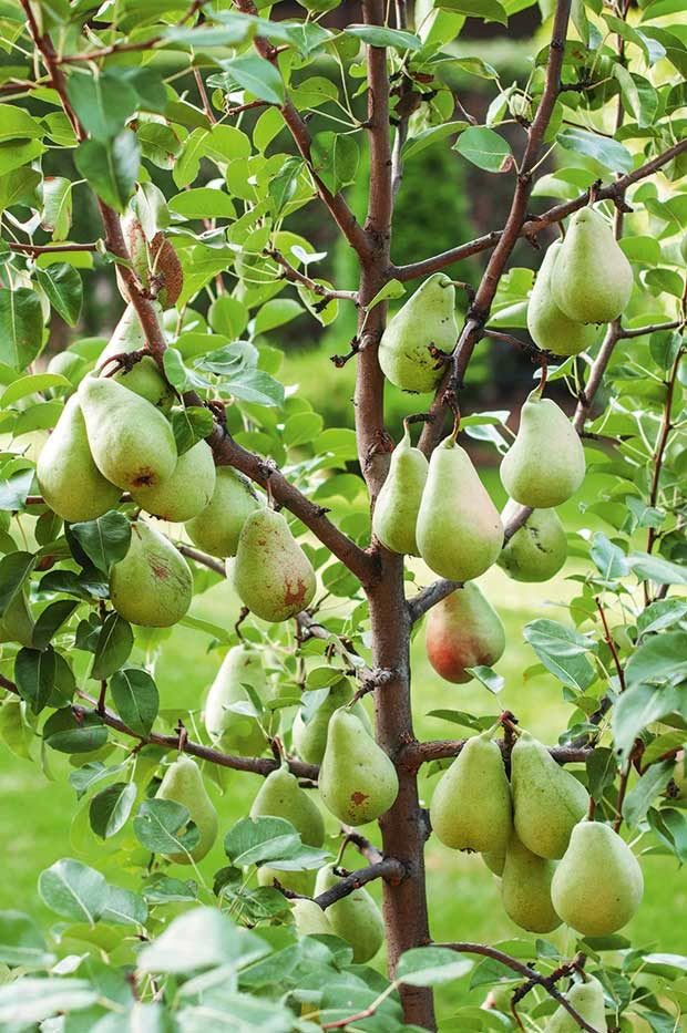 How To Grow Pears A Complete Guide For Your Home Orchard Simple