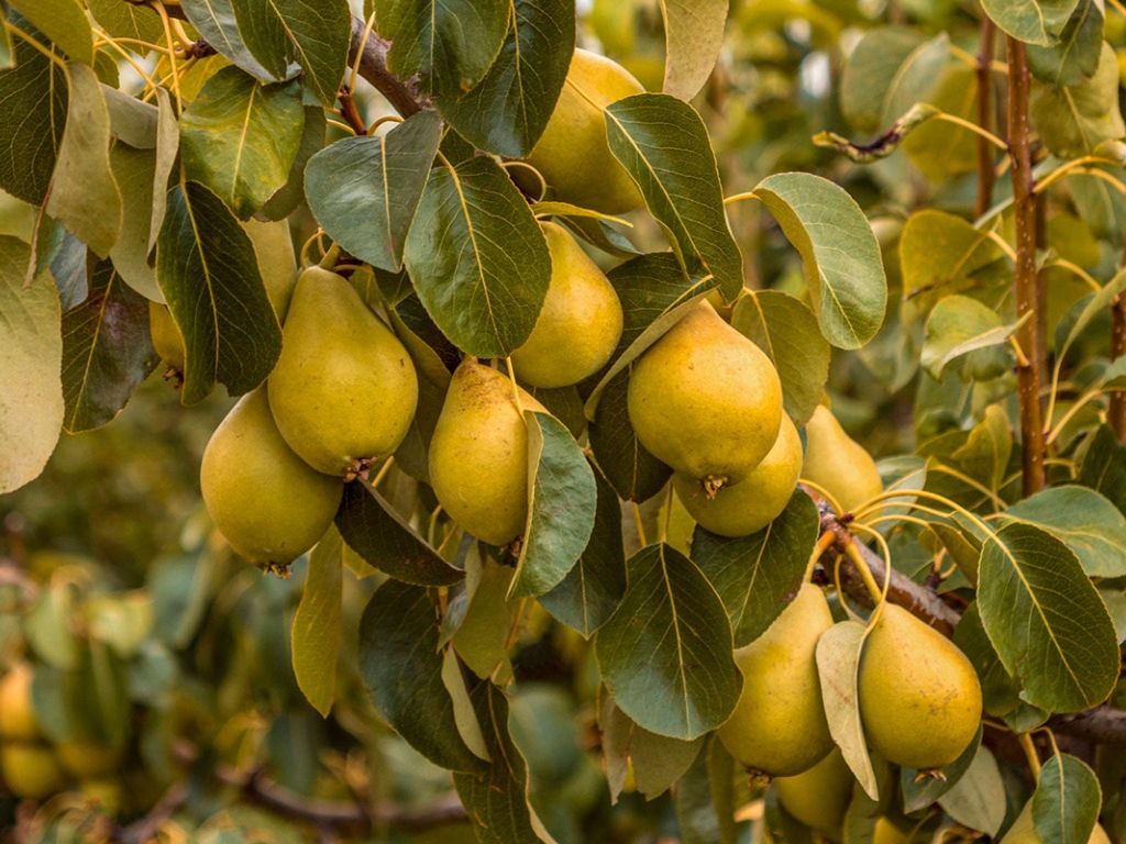 How To Grow Pears Organic Gardening Magazine Pear Pear Trees