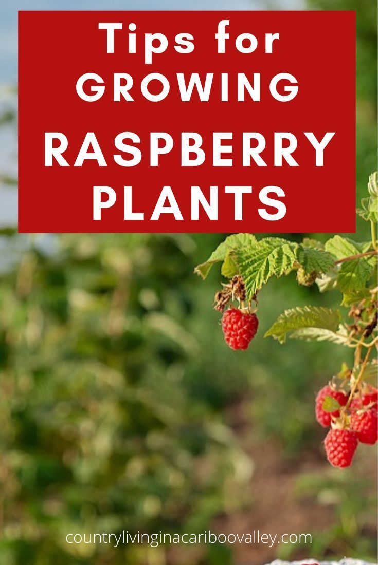 How To Maintain A Raspberry Patch How To Prune Raspberry Plants In