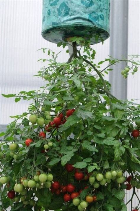 How To Plant An Upside Down Tomato Planter