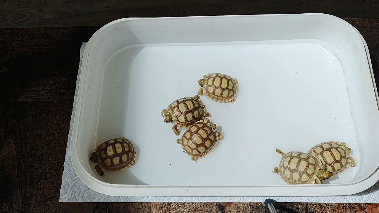 How To Soak A Tortoise The Life Of Tortoise Bruno Youtube