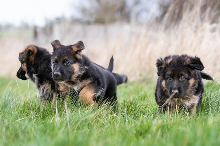 How To Train A German Shepherd Puppy Timeline Weeks To Years Atelier