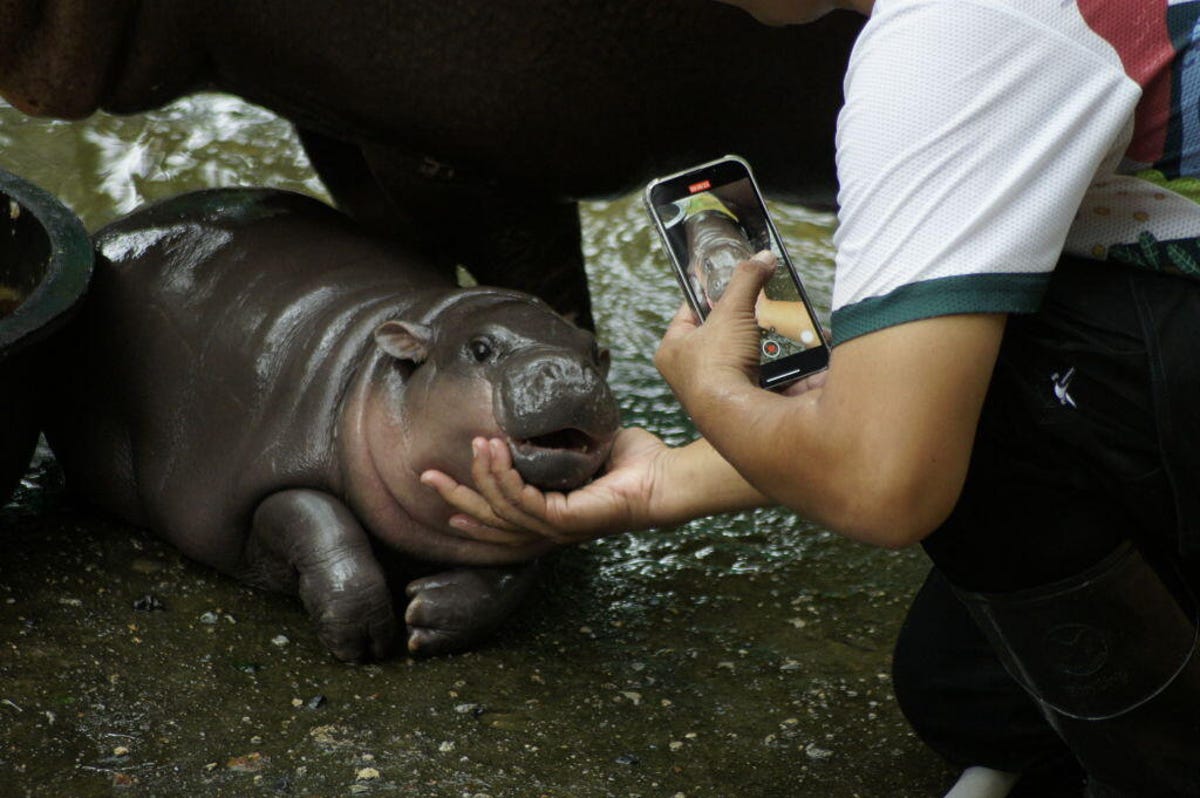 How To Watch Moo Deng The Sassy Viral Pygmy Hippo On A 24 7