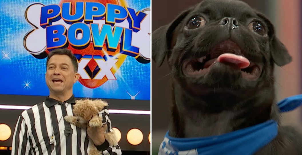 How To Watch The Puppy Bowl 2024